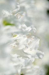 white flame