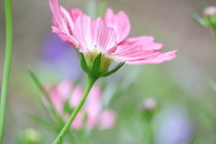 秋の花といえば