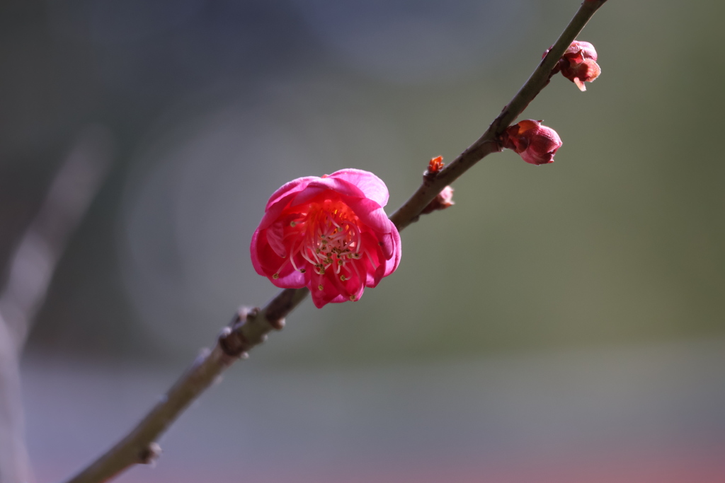 紅一輪