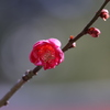 紅一輪