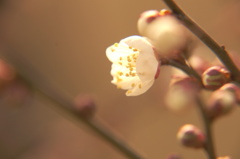 待ちわびの梅一輪