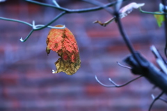 When The Leaves Turn To Brown