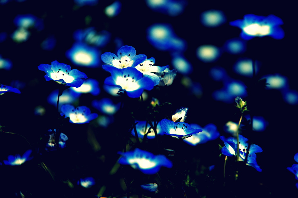 ネモフィラの輝き