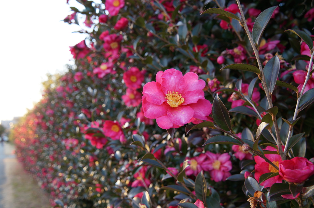 山茶花咲く道