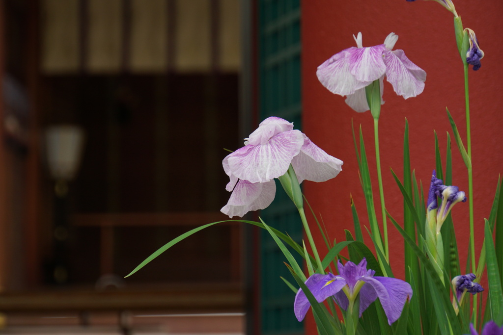 神前を彩る