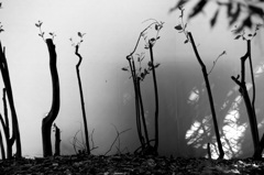 影絵の森