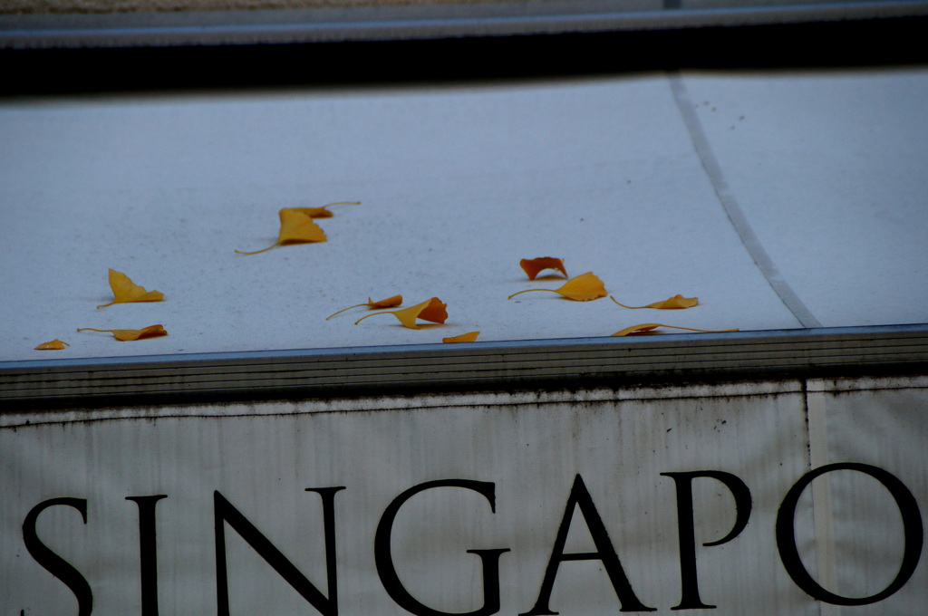 落ち葉の行き先