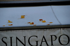 落ち葉の行き先