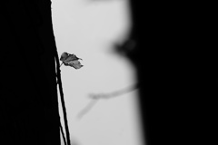 その一枚の葉