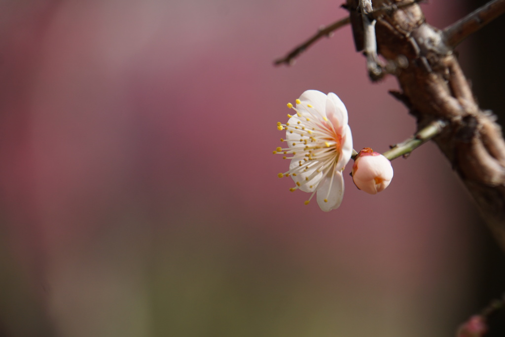 今日咲く花 明日咲く花