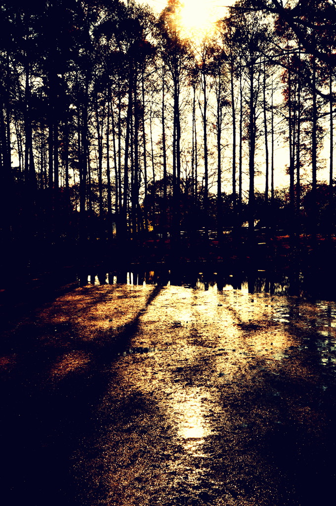 メタセコイヤの森で