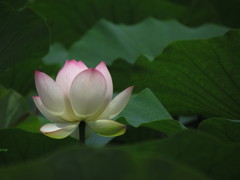 蓮