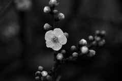 春よ、浅き夢よ