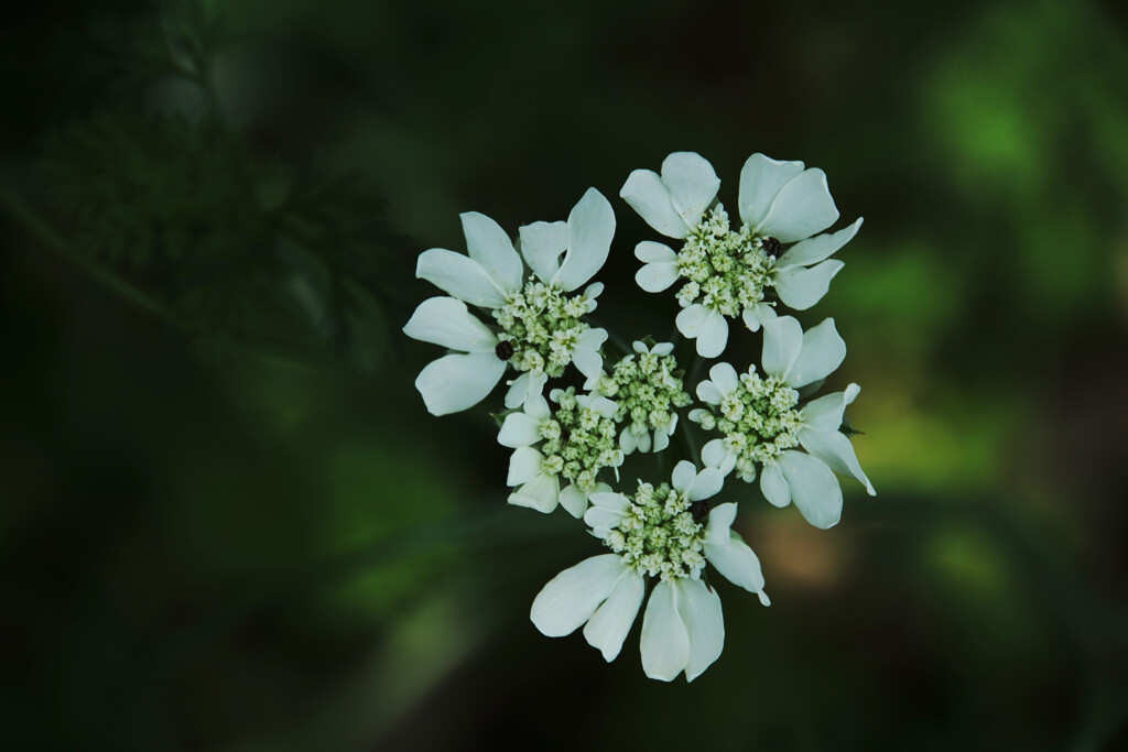 煌めく野の花