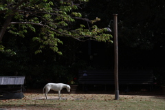 犬のいる風景