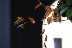 秋が冬に変わる一瞬