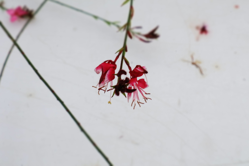 小さな秋の花火