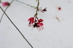 小さな秋の花火