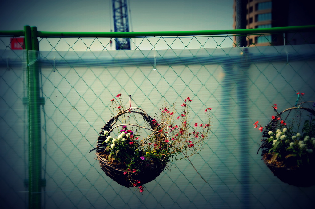 工事中の花