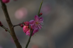 紅の誘惑