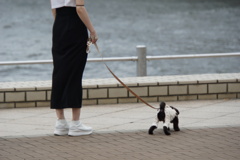 彼らの日常