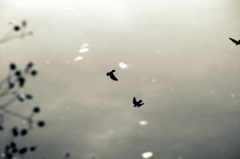 あの空を飛べたら