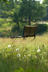 a bench in the grass field