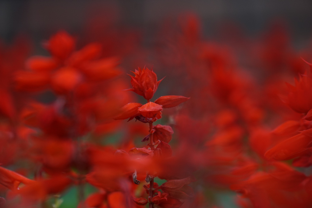サルビアの紅い花