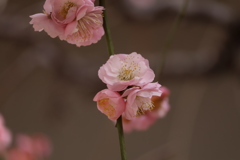 生田神社・梅だより