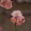 生田神社・梅だより