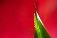 薔薇の企み