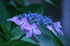 雨に消えた初恋