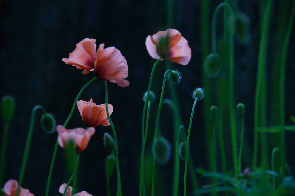 この花にとっての宇宙