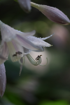 花擬宝珠