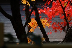 もみじフィナーレ