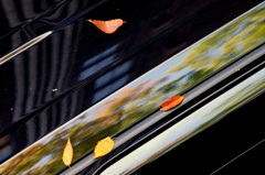 fallen leaves