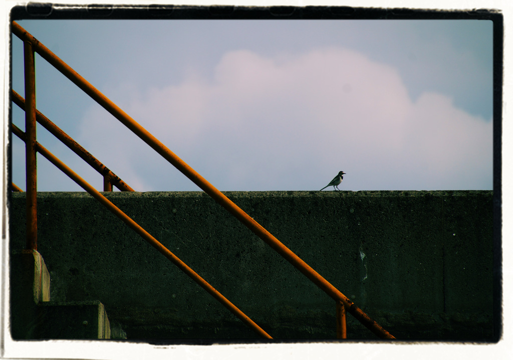 Alone Bird Standing
