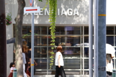 吊り花飾りのある通り