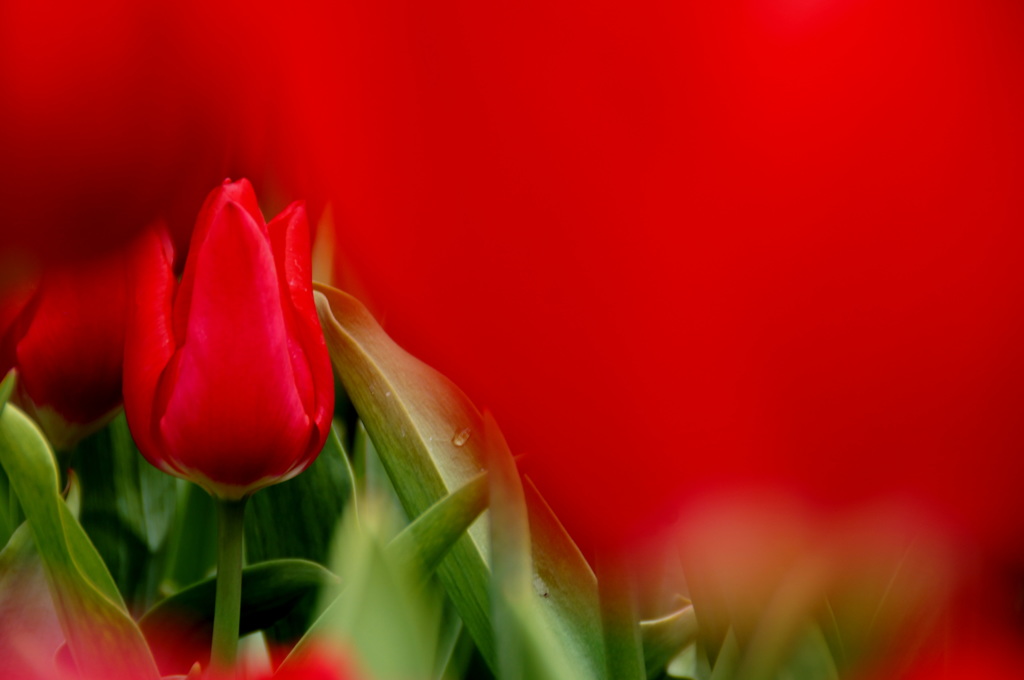 The Lady in Red