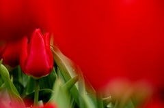 The Lady in Red
