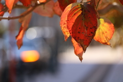 右折する車の先は秋の終わり