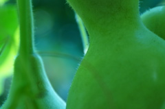 くびれとうぶげ