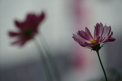 秋の桜