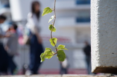 若葉の街角