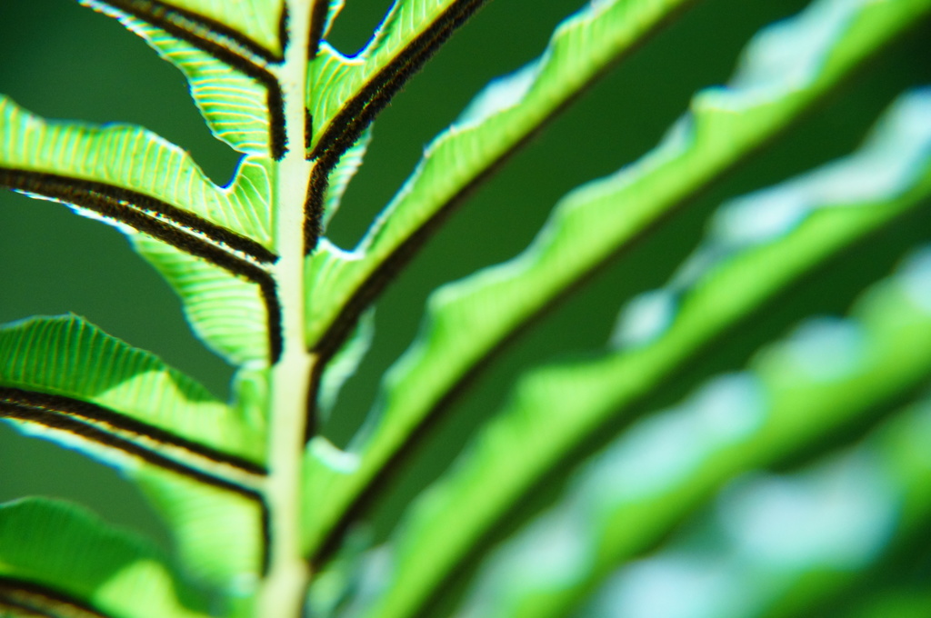 Tropical Green