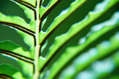 Tropical Green