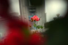 私だけを、見て