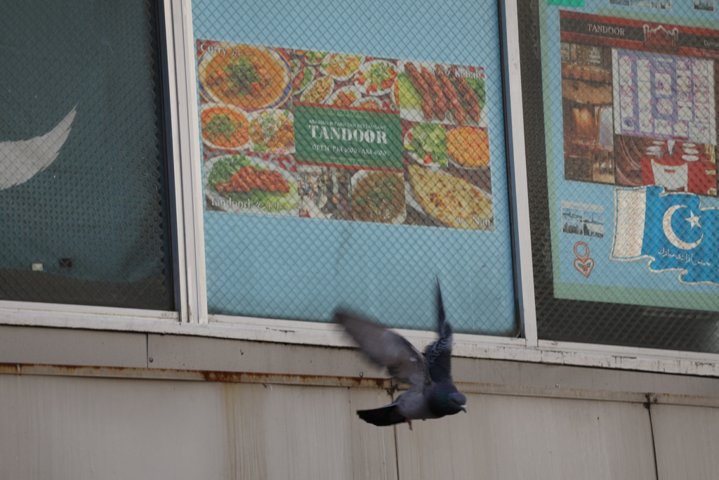 鳩が飛んだ