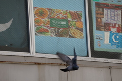 鳩が飛んだ