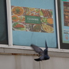 鳩が飛んだ